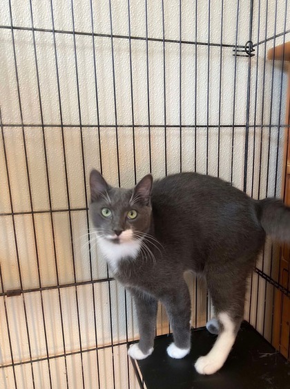 Milo