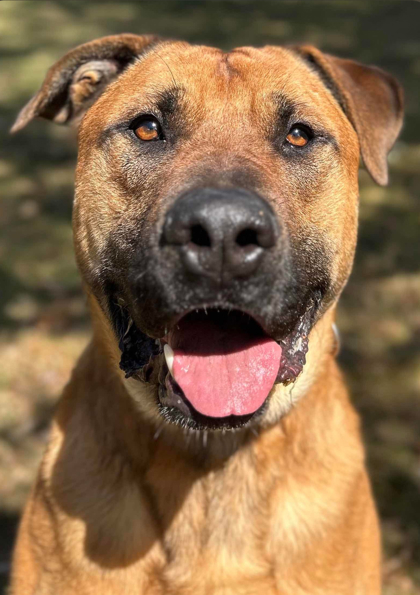 Atlas