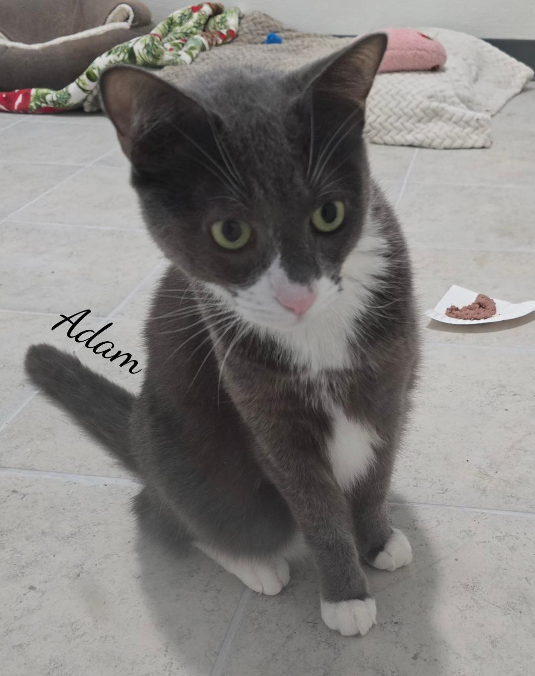 Adam