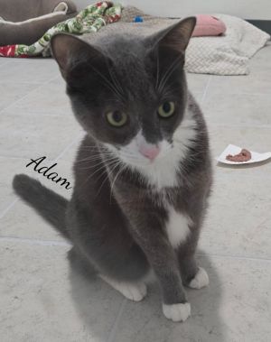 Adam
