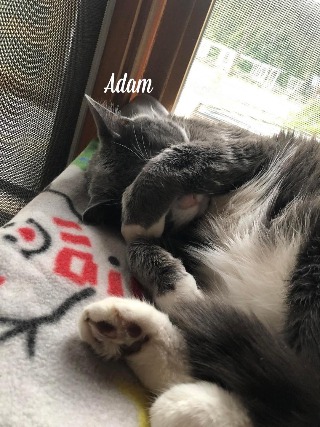 Adam