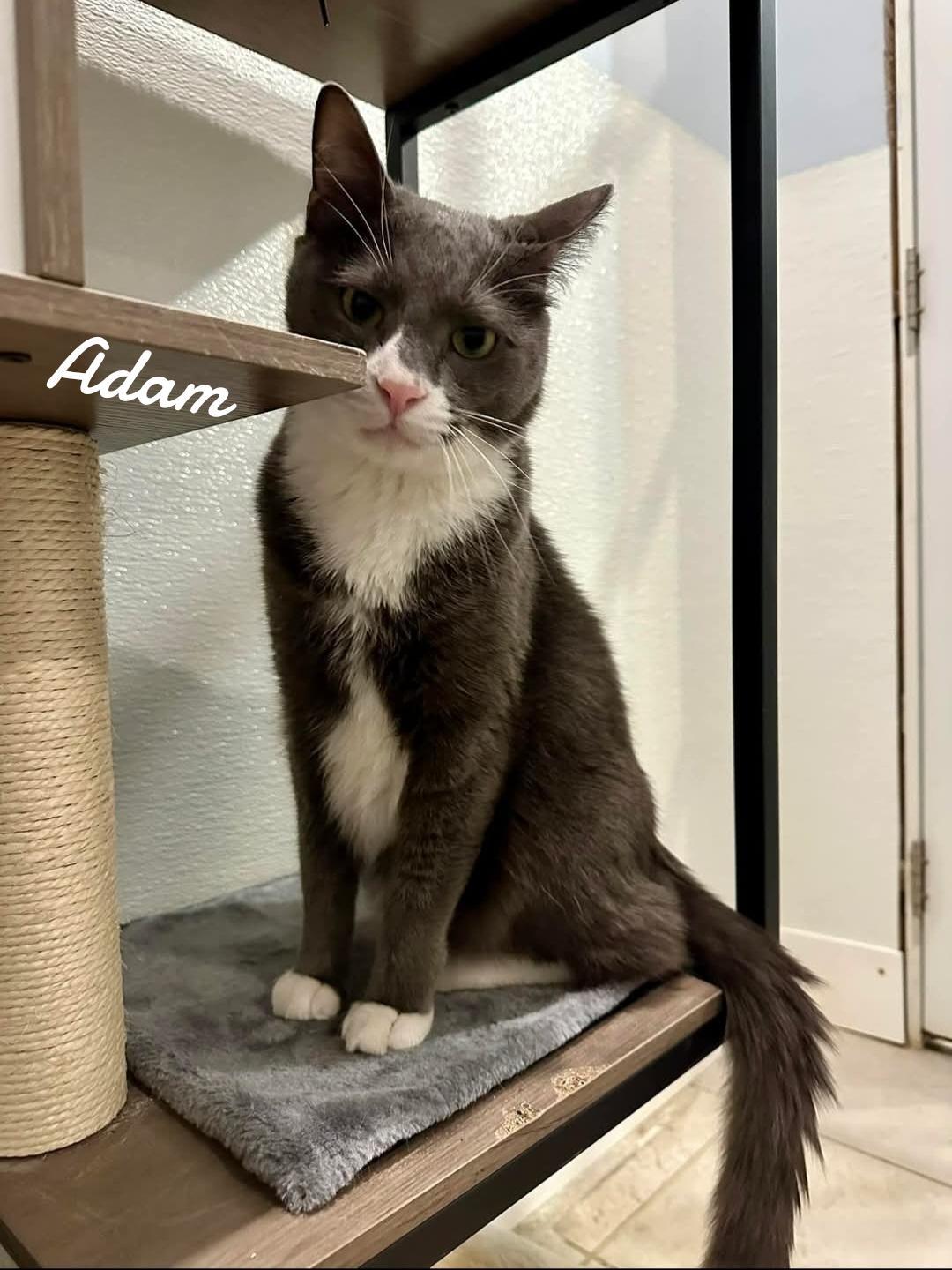 Adam