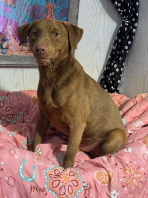 Rudy, Young Male Labrador Retriever