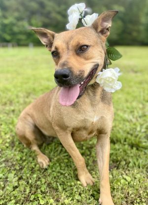 Sierra, Young Female Black Mouth Cur