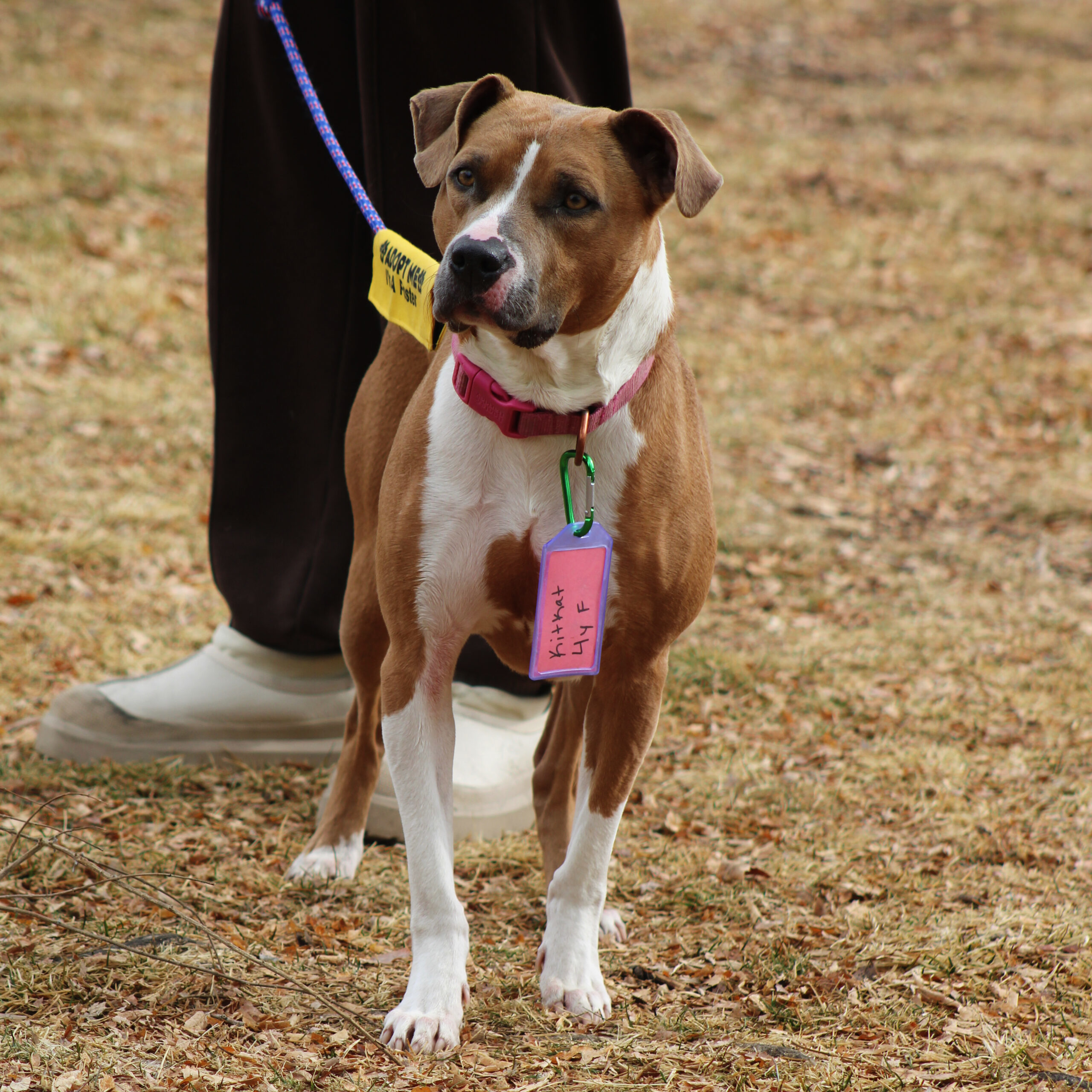 Kitkat, an adoptable American Staffordshire Terrier, Yellow Labrador Retriever in Grand Junction, CO, 81503 | Photo Image 1