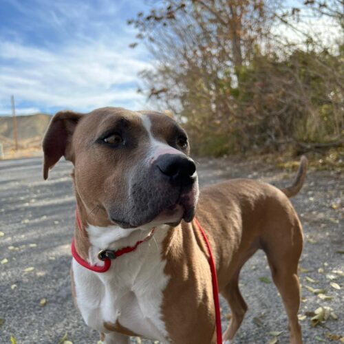 Kitkat, an adoptable American Staffordshire Terrier, Yellow Labrador Retriever in Grand Junction, CO, 81503 | Photo Image 2