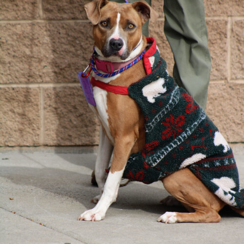 Kitkat, an adoptable American Staffordshire Terrier, Yellow Labrador Retriever in Grand Junction, CO, 81503 | Photo Image 3