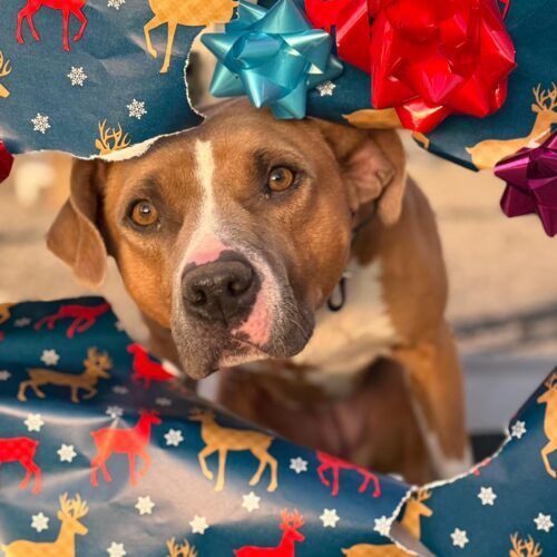 Kitkat, an adoptable American Staffordshire Terrier, Yellow Labrador Retriever in Grand Junction, CO, 81503 | Photo Image 4