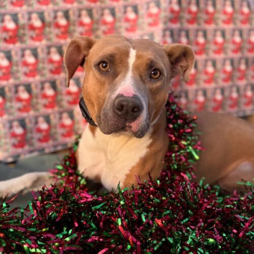 Kitkat, an adoptable American Staffordshire Terrier, Yellow Labrador Retriever in Grand Junction, CO, 81503 | Photo Image 6