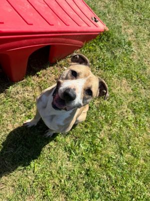 Rudolph, Adult Male Pit Bull Terrier