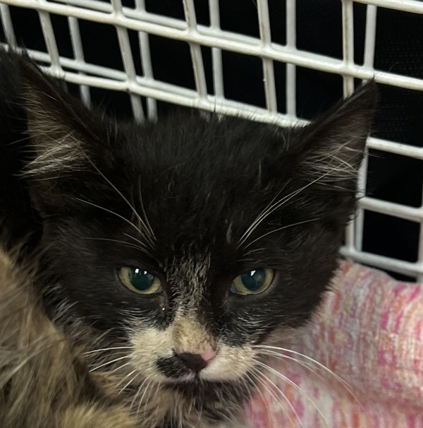 Tangy, an adoptable Domestic Short Hair in Spokane Valley, WA, 99212 | Photo Image 1