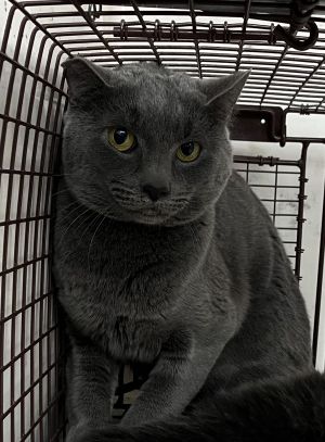 Im adoptable as a barn cat Barn cats adopt in pairs Pay the cost of licensing only 18 per cat