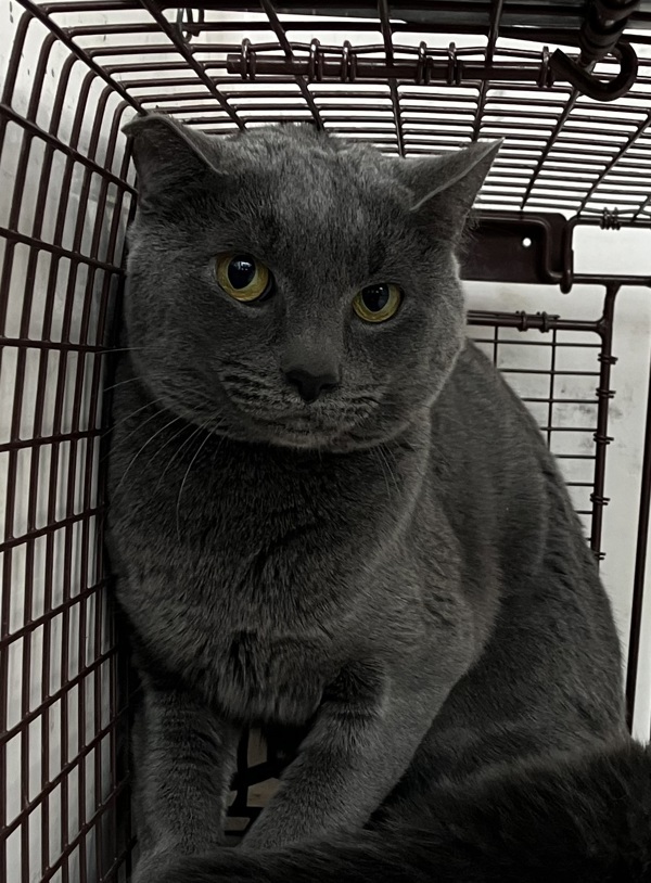 Magneto, an adoptable Domestic Short Hair in Spokane Valley, WA, 99212 | Photo Image 1