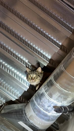 Im adoptable as a barn cat Barn cats adopt in pairs Pay the cost of licensing only 18 per cat