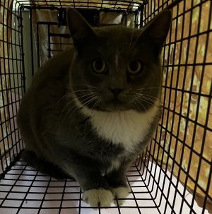 Im adoptable as a barn cat Barn cats adopt in pairs Pay the cost of licensing only 18 per cat