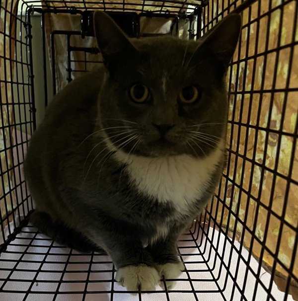 Mystique, an adoptable Domestic Short Hair in Spokane Valley, WA, 99212 | Photo Image 1