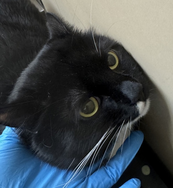 Tico, an adoptable Domestic Short Hair in Spokane Valley, WA, 99212 | Photo Image 1