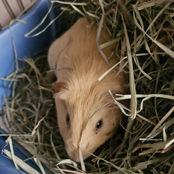 Cinnamon