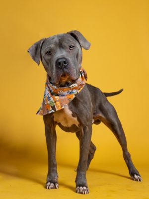 Meet Spunky the ultimate bundle of joy and affection Found with his brother at a dog park in SE At