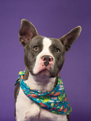 Trevor Pit Bull Terrier Dog