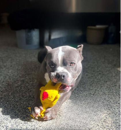 Albert - Sponsored, an adoptable American Staffordshire Terrier, Mixed Breed in Rhinelander, WI, 54501 | Photo Image 1