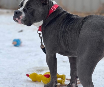 Albert - Sponsored, an adoptable American Staffordshire Terrier, Mixed Breed in Rhinelander, WI, 54501 | Photo Image 2