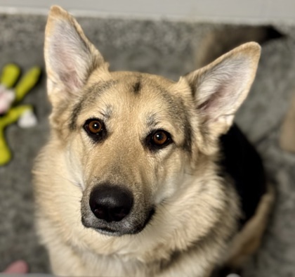 McKenna- Sponsored, an adoptable German Shepherd Dog, Mixed Breed in Rhinelander, WI, 54501 | Photo Image 1
