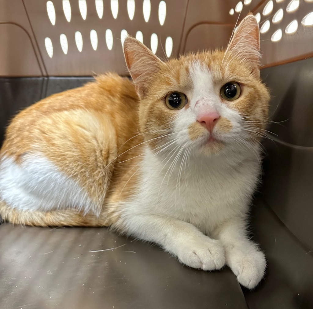 Geeno, an adoptable Domestic Short Hair in Great Bend, KS, 67530 | Photo Image 2