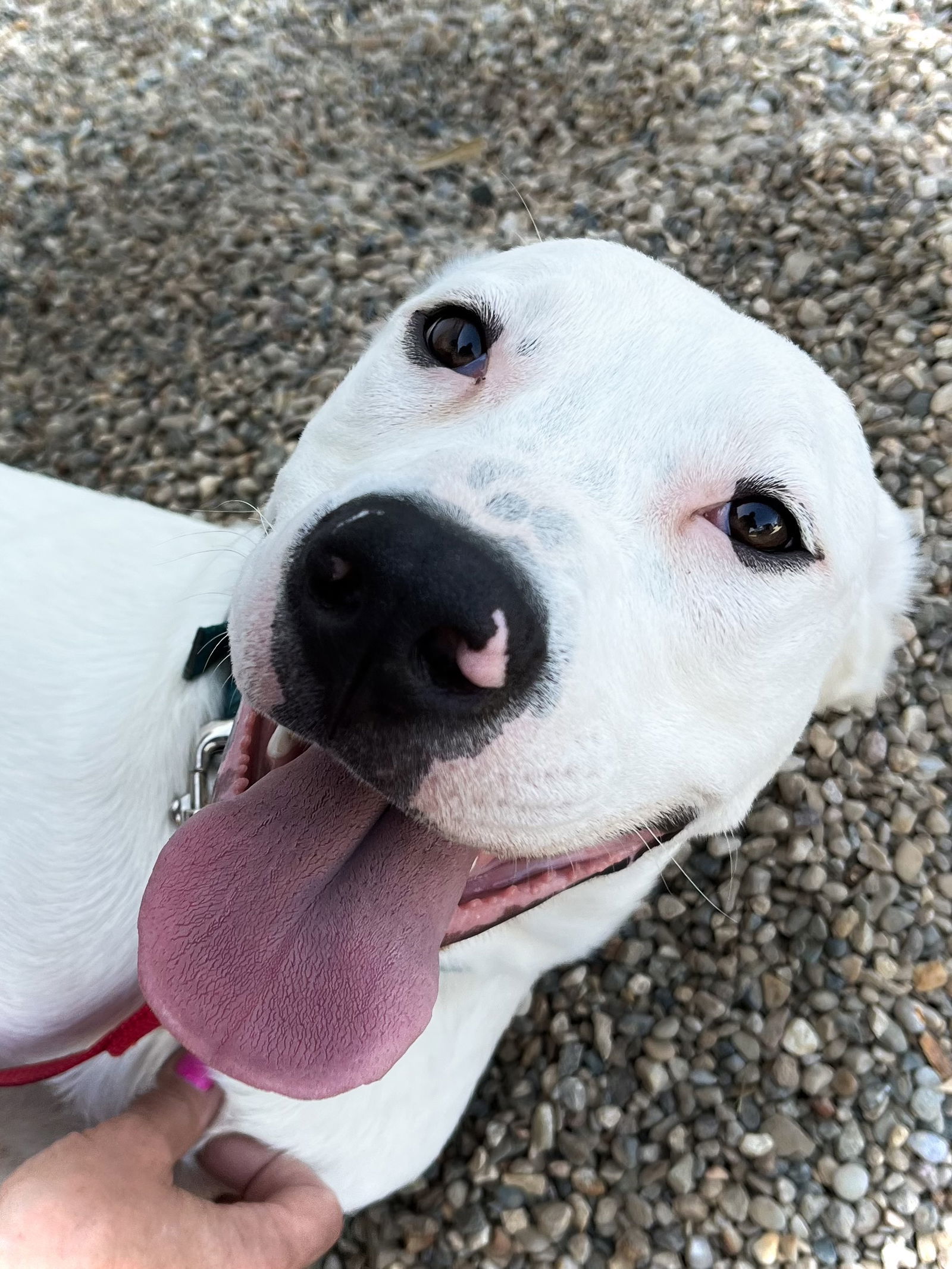 Chase, an adoptable Dalmatian, Boxer in Estherville, IA, 51334 | Photo Image 1