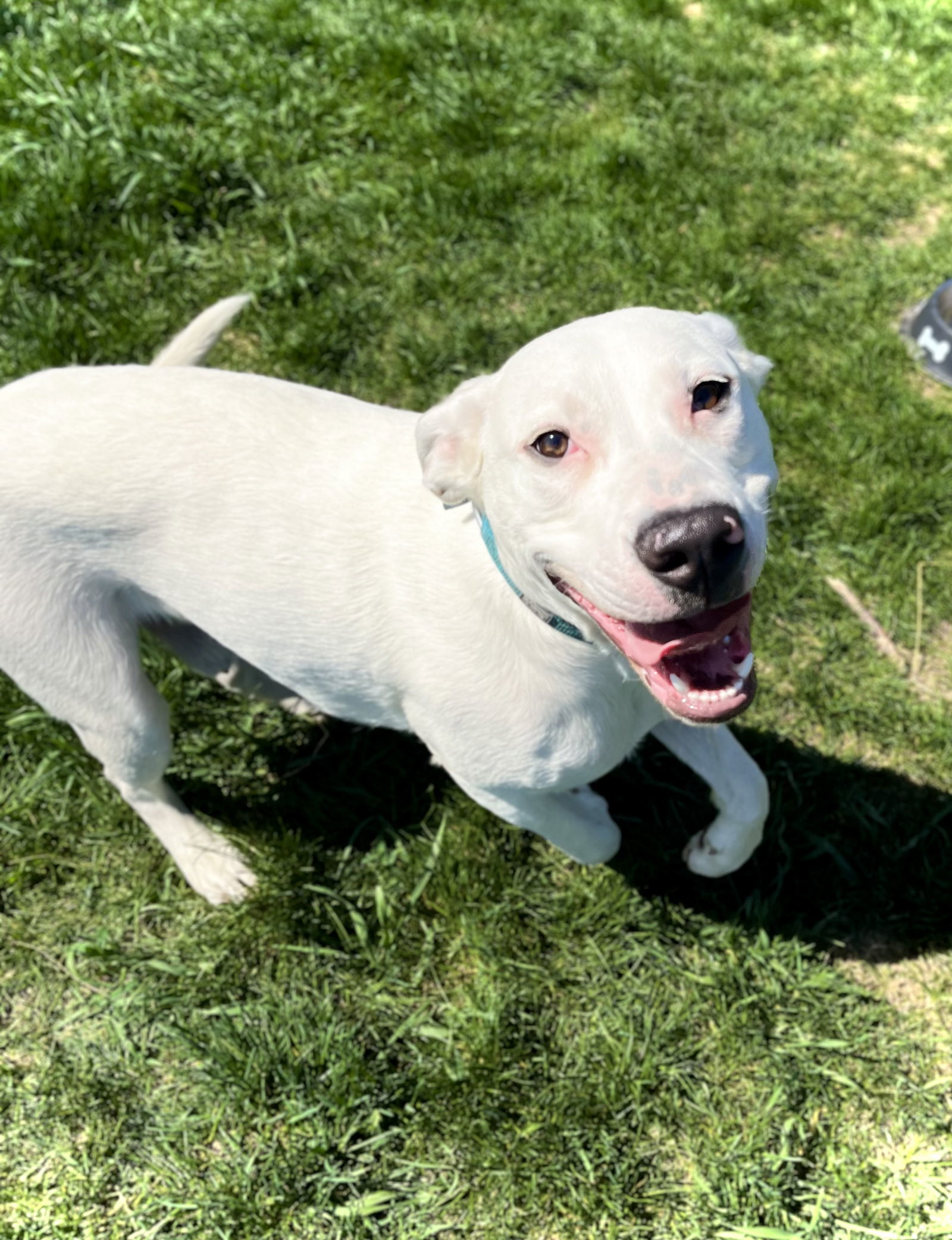 Chase, an adoptable Dalmatian, Boxer in Estherville, IA, 51334 | Photo Image 2