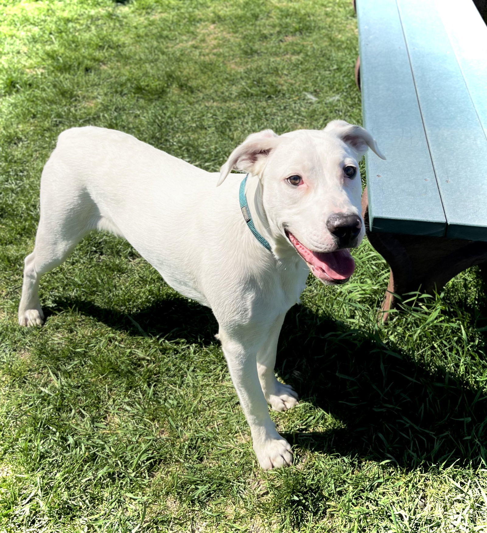 Chase, an adoptable Dalmatian, Boxer in Estherville, IA, 51334 | Photo Image 3