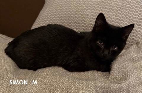 Simon, an adoptable Domestic Short Hair in Evergreen, CO, 80437 | Photo Image 1