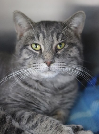 Teddy, an adoptable Domestic Short Hair in Walla Walla, WA, 99362 | Photo Image 1