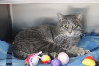 Teddy, an adoptable Domestic Short Hair in Walla Walla, WA, 99362 | Photo Image 2