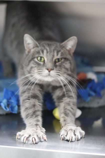 Teddy, an adoptable Domestic Short Hair in Walla Walla, WA, 99362 | Photo Image 3