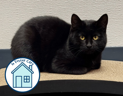 Mr. Black, an adoptable Domestic Short Hair in Walla Walla, WA, 99362 | Photo Image 1