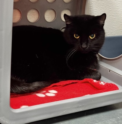 Mr. Black, an adoptable Domestic Short Hair in Walla Walla, WA, 99362 | Photo Image 2