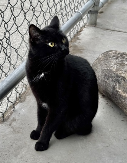 Mr. Black, an adoptable Domestic Short Hair in Walla Walla, WA, 99362 | Photo Image 2