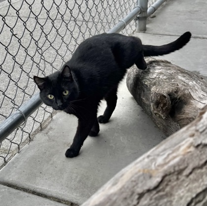 Mr. Black, an adoptable Domestic Short Hair in Walla Walla, WA, 99362 | Photo Image 3