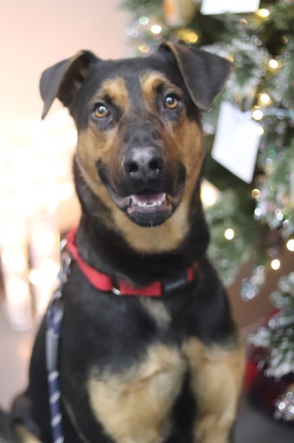 Buster, an adoptable Mixed Breed in Walla Walla, WA, 99362 | Photo Image 1