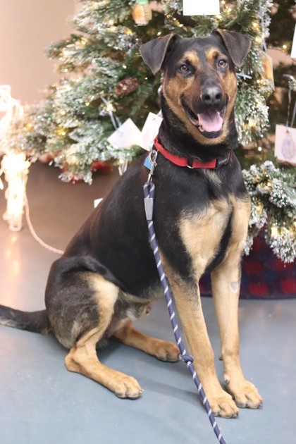 Buster, an adoptable Mixed Breed in Walla Walla, WA, 99362 | Photo Image 2