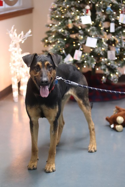 Buster, an adoptable Mixed Breed in Walla Walla, WA, 99362 | Photo Image 3