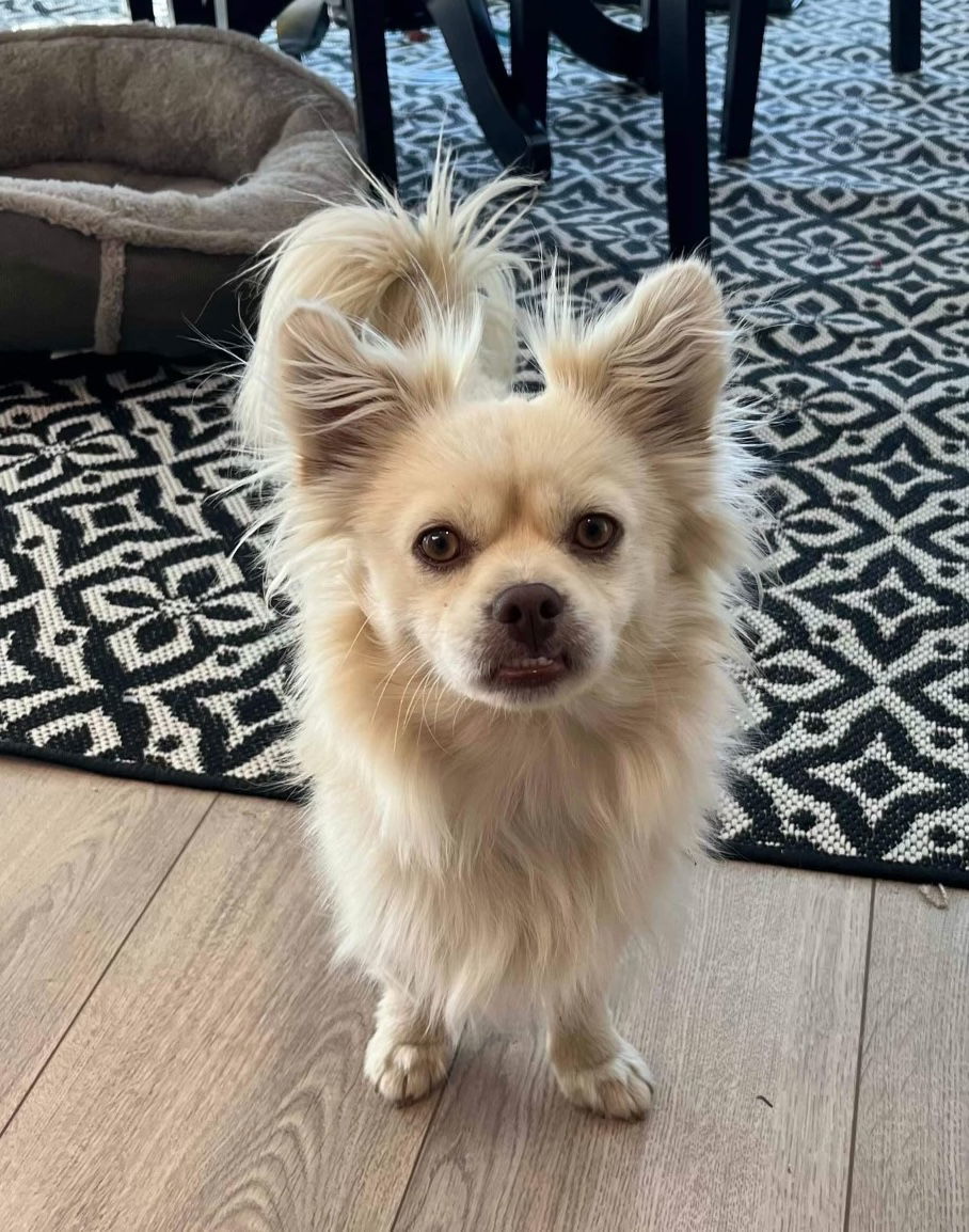 Buzz - Gorgeous Floofer, an adoptable Papillon in Seattle, WA, 98119 | Photo Image 1