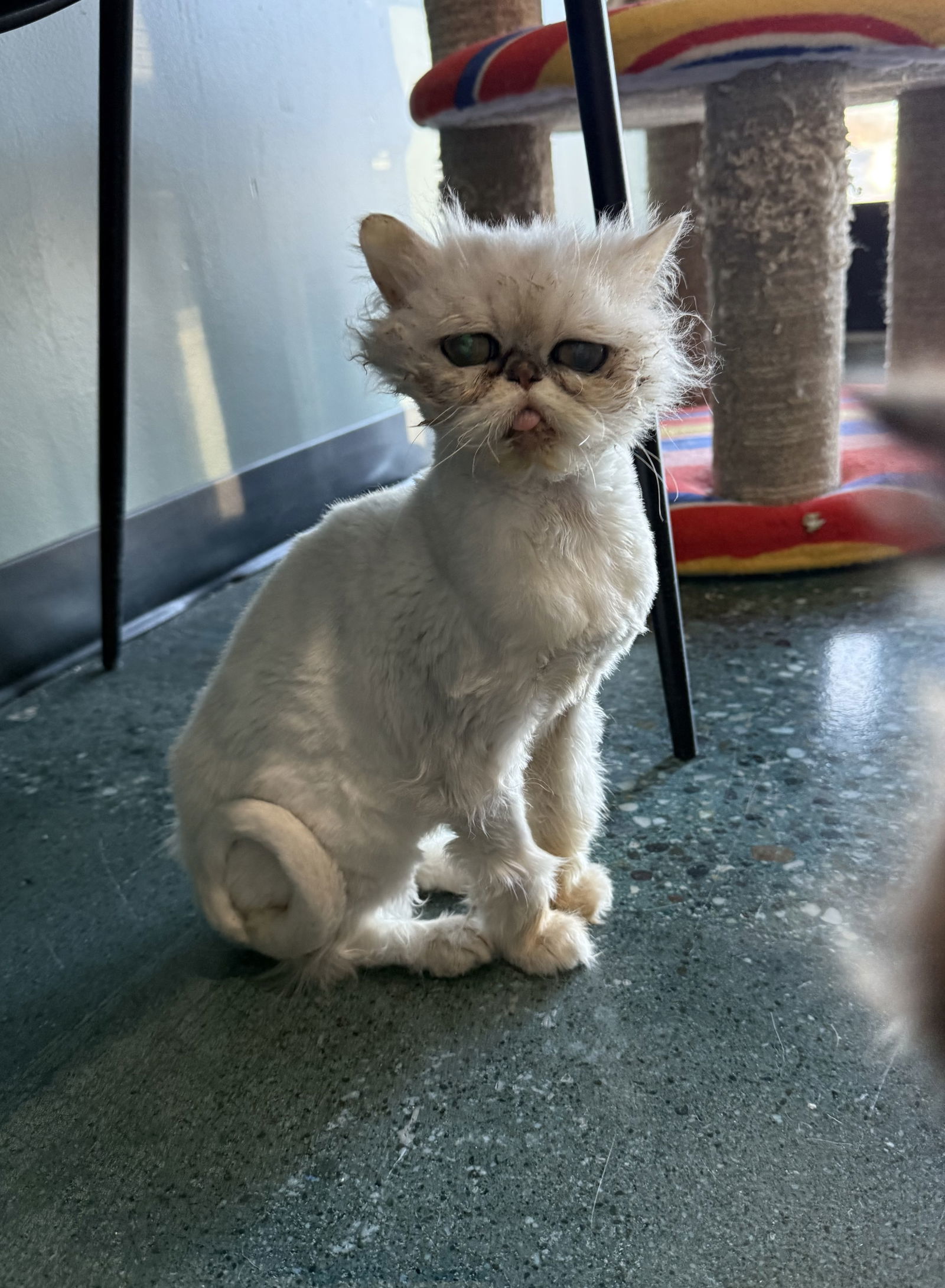 CASHMERE 3754, an adoptable Persian in Chico, CA, 95973 | Photo Image 1