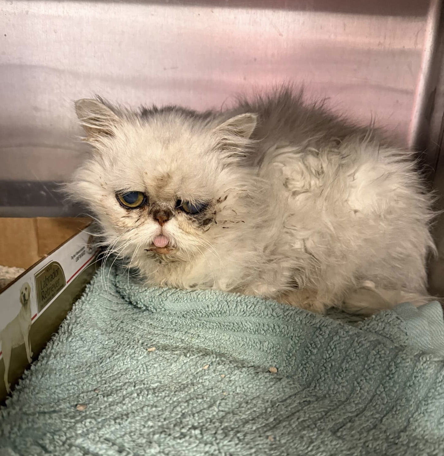 CASHMERE 3754, an adoptable Persian in Chico, CA, 95973 | Photo Image 2