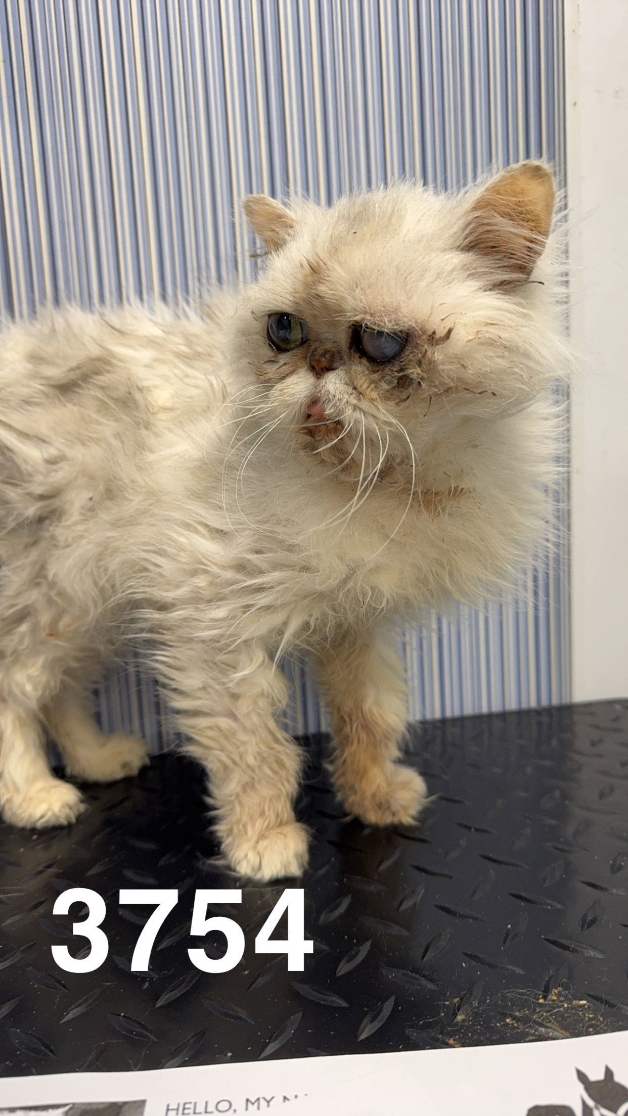 CASHMERE 3754, an adoptable Persian in Chico, CA, 95973 | Photo Image 3