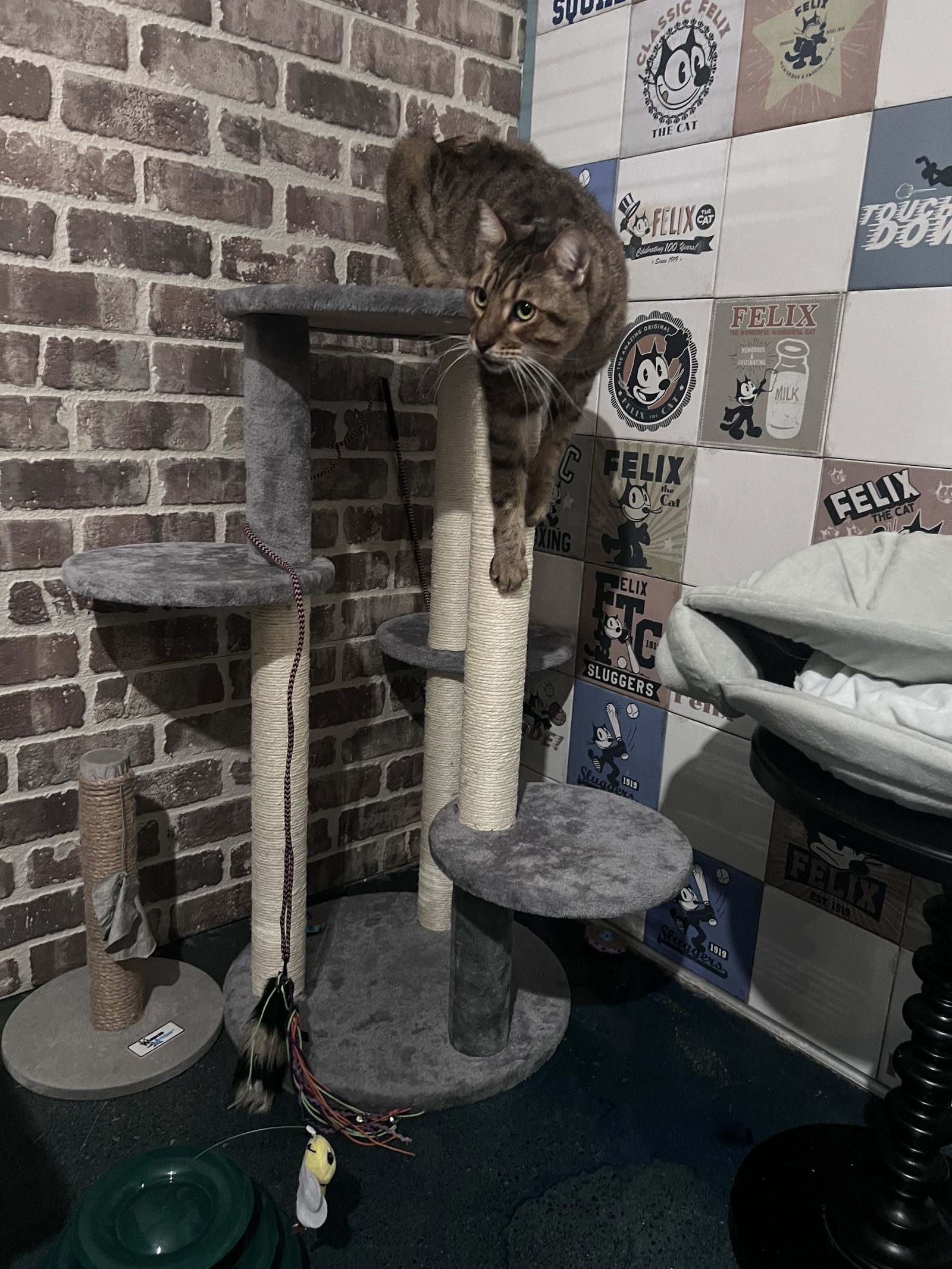 OSEY 8608, an adoptable Bengal in Chico, CA, 95973 | Photo Image 1