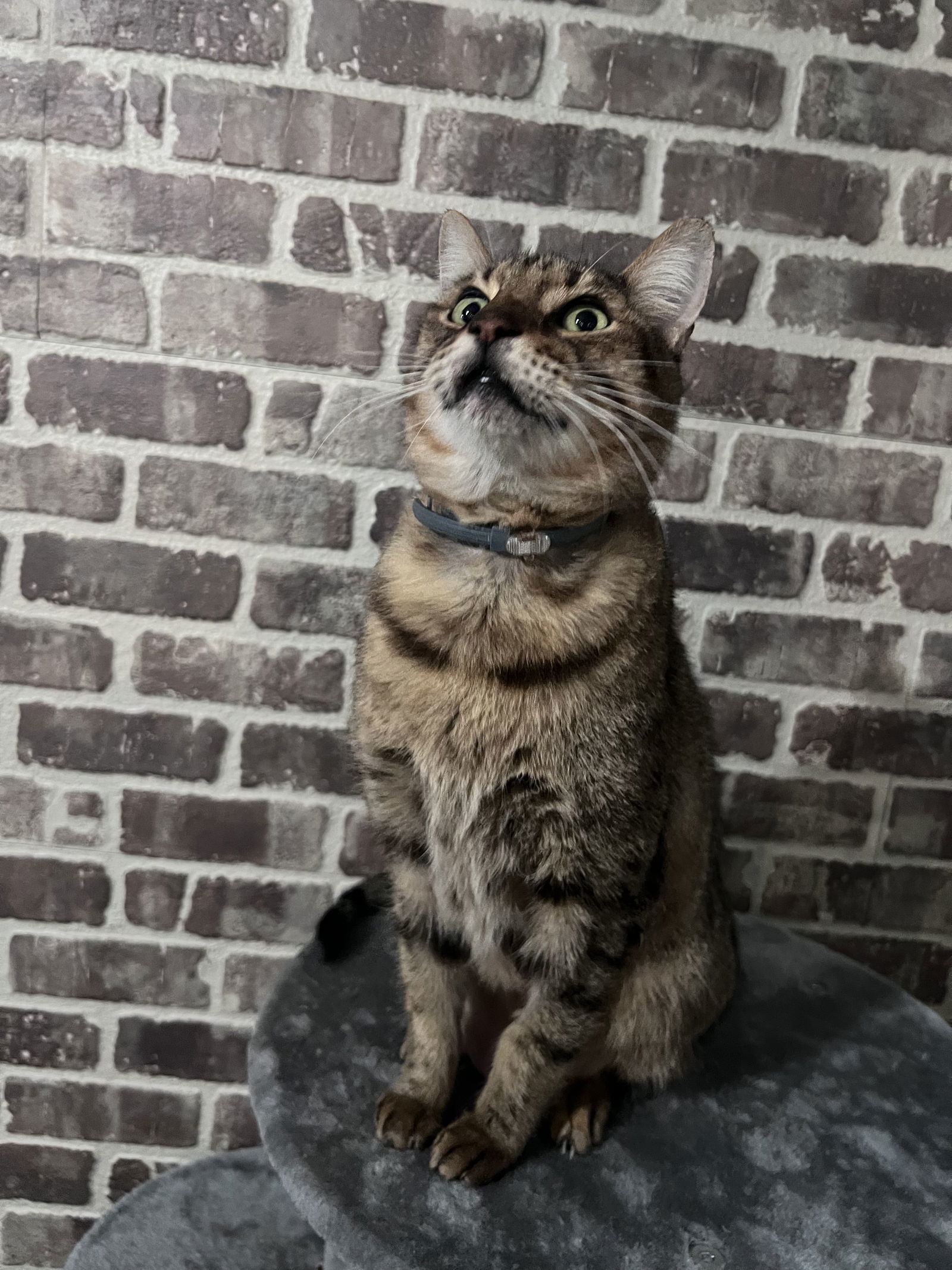 OSEY 8608, an adoptable Bengal in Chico, CA, 95973 | Photo Image 2