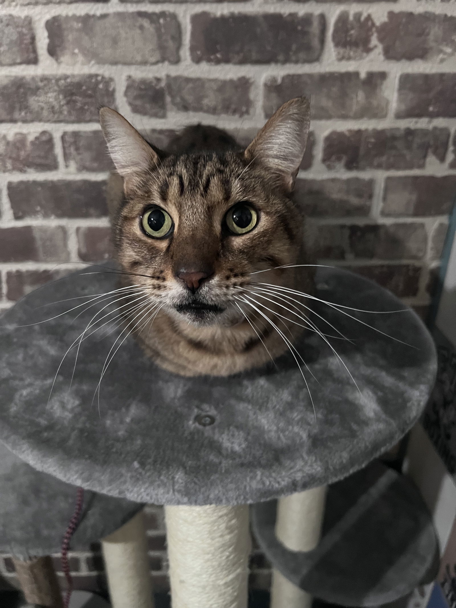 OSEY 8608, an adoptable Bengal in Chico, CA, 95973 | Photo Image 3