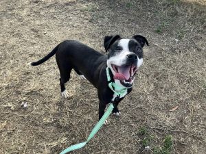 Billbo Waggins, Young Male Terrier